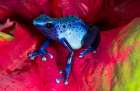 Blue dart frog, Surinam Art Print